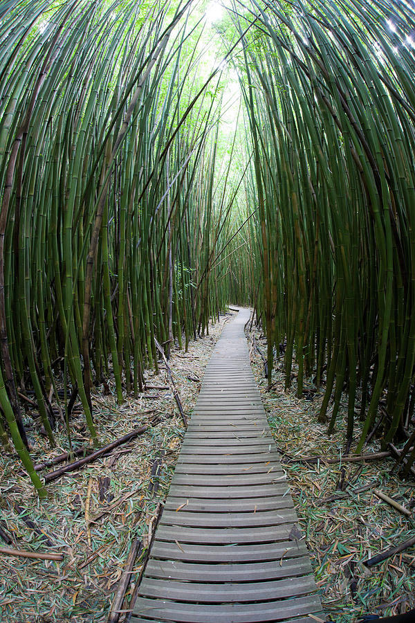 Bamboo Hawaii Trail Photograph by M.m. Sweet