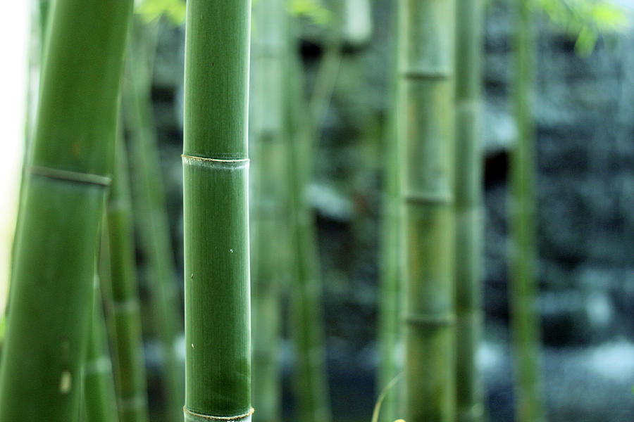 Bamboo Photograph by Hidehiro Kigawa