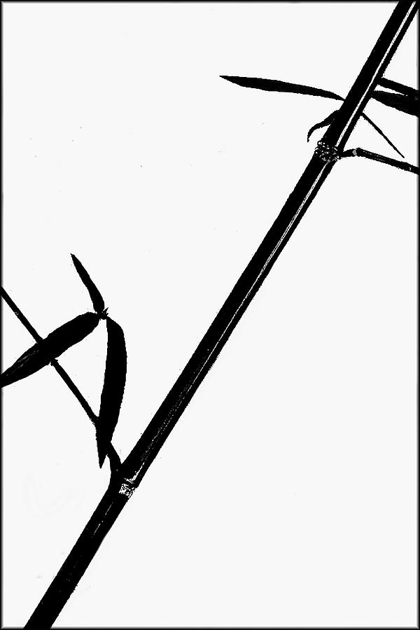 Bamboo Impressions B BW by Jim Dollar Bamboo Impressions B BW by Jim Dollar