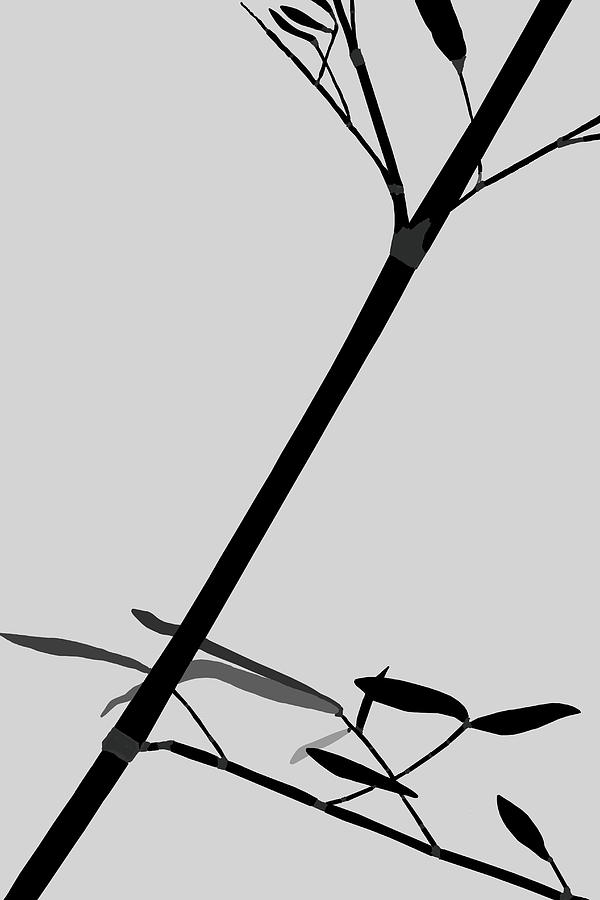 Bamboo Impressions K BW by Jim Dollar Bamboo Impressions K BW by Jim Dollar