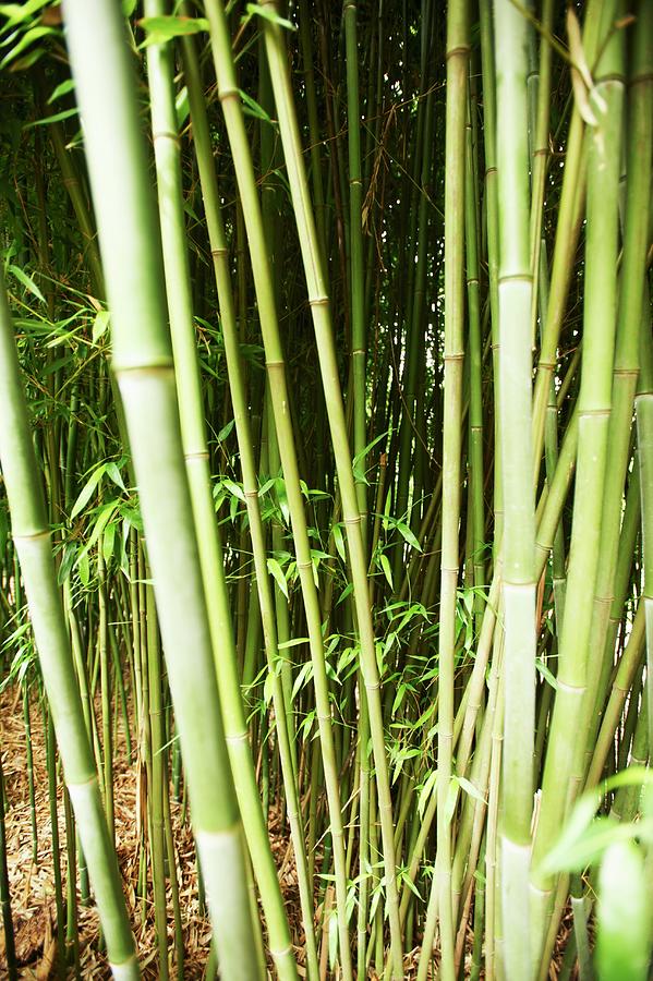 Bamboo In A Garden Photograph by Greg Rannells