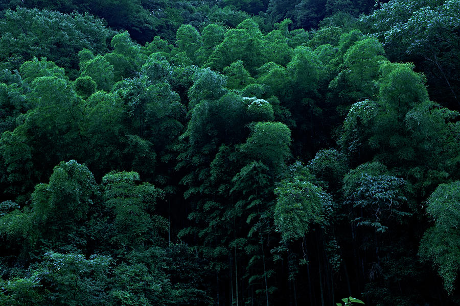 Bamboo In Woods Photograph by Kaneko Ryo