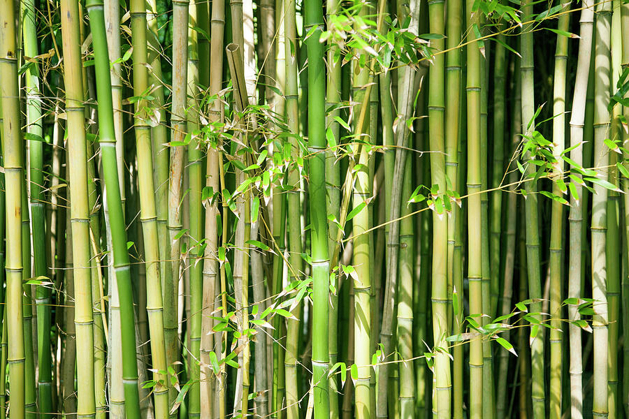 Bamboo Photograph by Jacqueline Veissid