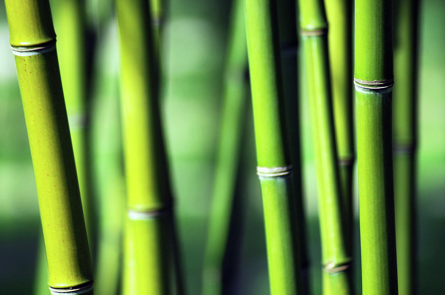 Bamboo Photograph by Joelle Icard