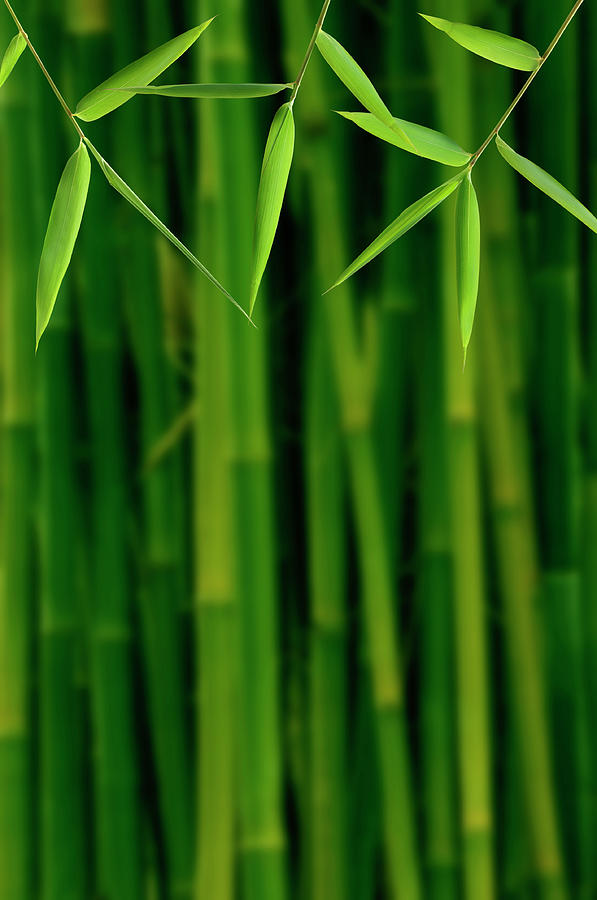 Bamboo Jungle Photograph by Pixhook