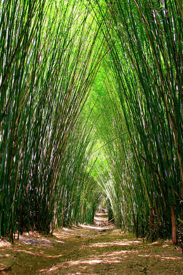 Bamboo Lane Entrance Photograph by Sérgio Mourão - Encantos Do Brasil