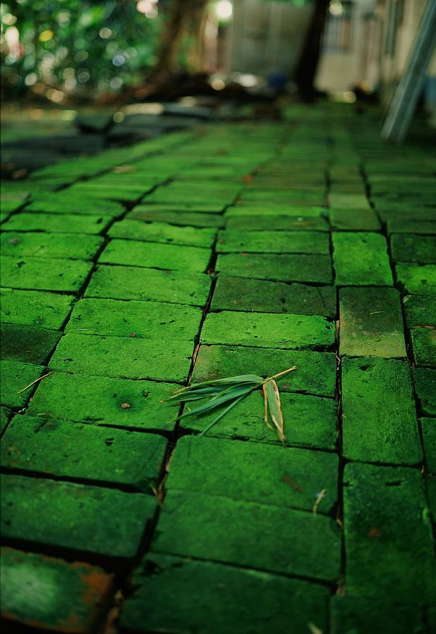 Bamboo Leaf On Green Brick Photograph by Jayron