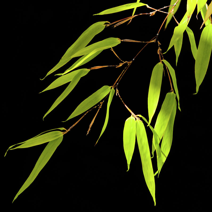 Bamboo Leaves 0580a by Mark Shoolery Bamboo Leaves 0580a by Mark Shoolery