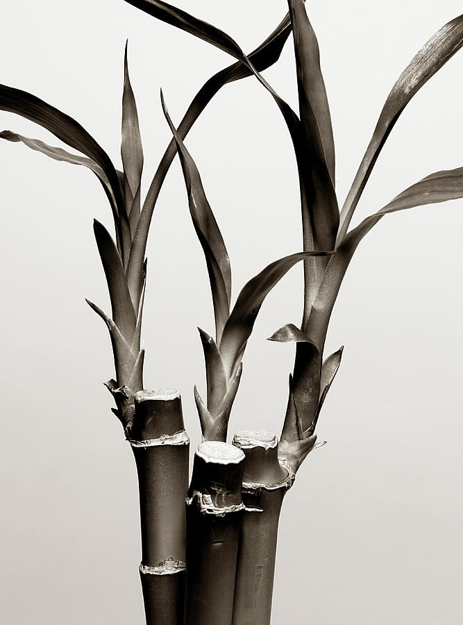 Bamboo Leaves Photograph by Alex Cao