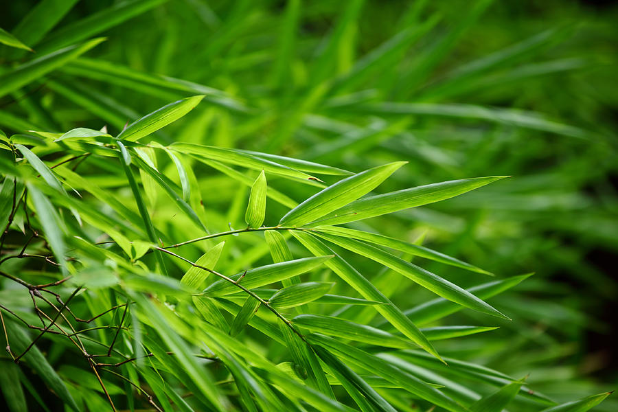 Bamboo Leaves Photograph by Ngkaki