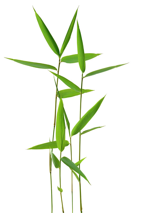 Bamboo Leaves By Pixhook