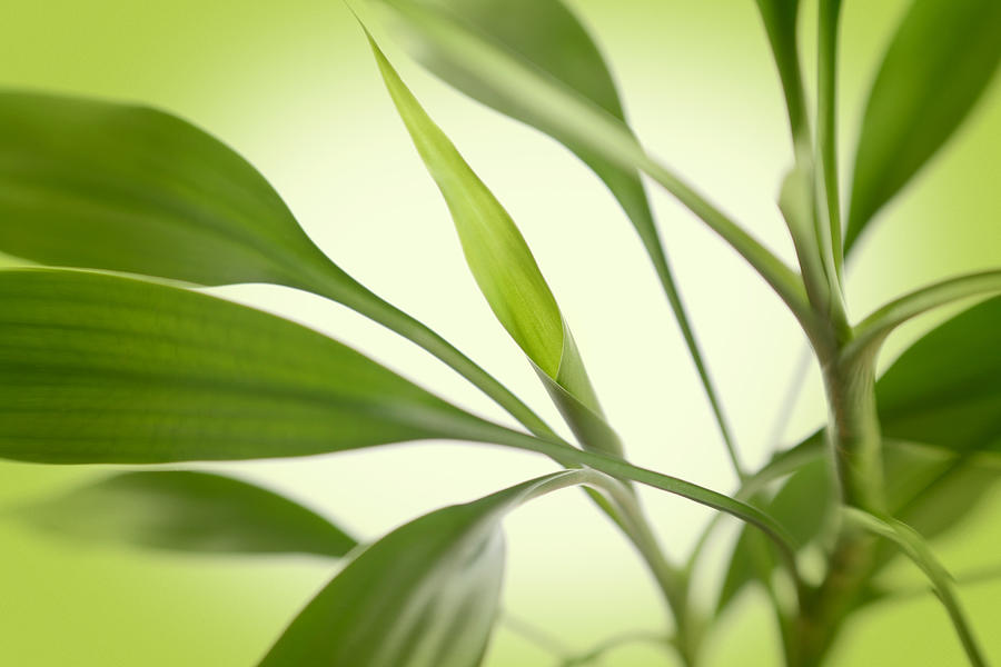 Bamboo Leaves Photograph by Vtwinpixel