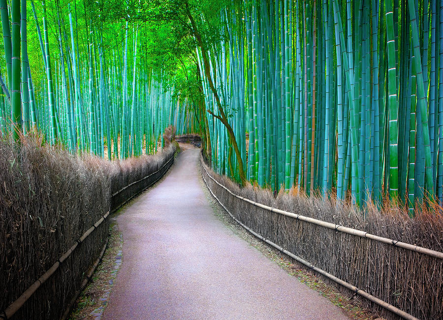 Bamboo Lined Pathway Photograph by Daryl Benson