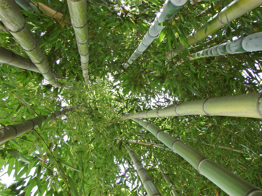 Bamboo Photograph by Marco Di Fabio