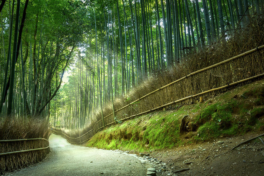 Bamboo Park, Kyoto, Japan Photograph by Yustinus Bamboo Park, Kyoto, Japan Photograph by Yustinus
