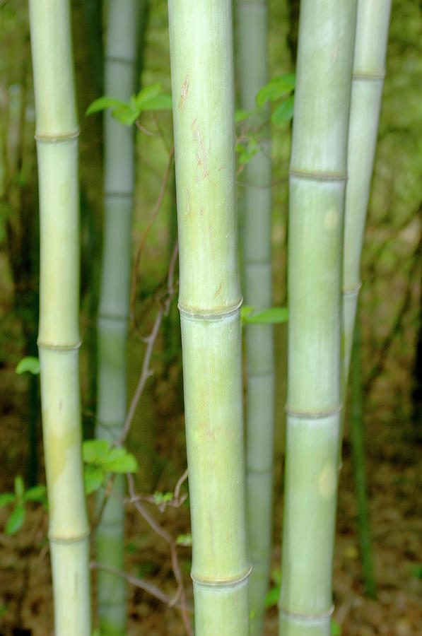 Bamboo Patch Photograph by Tony Sweet
