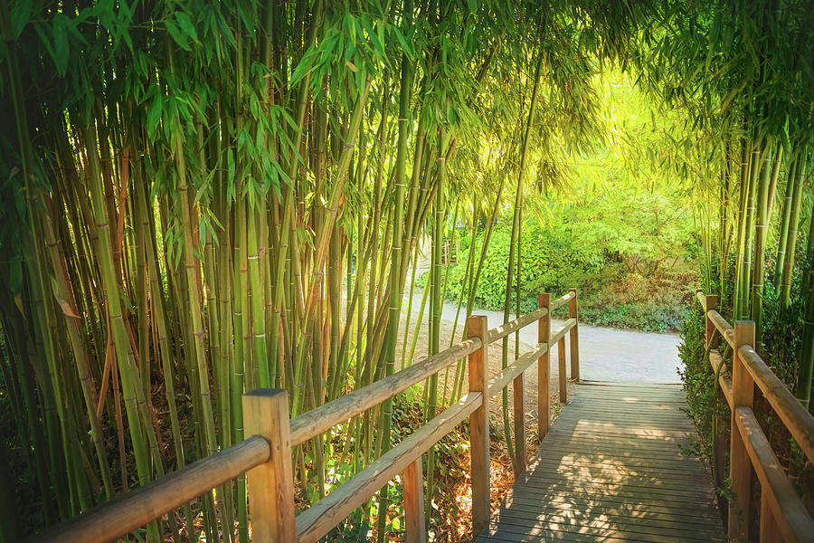 City Photograph - Bamboo Path Toulouse France  by Carol Japp