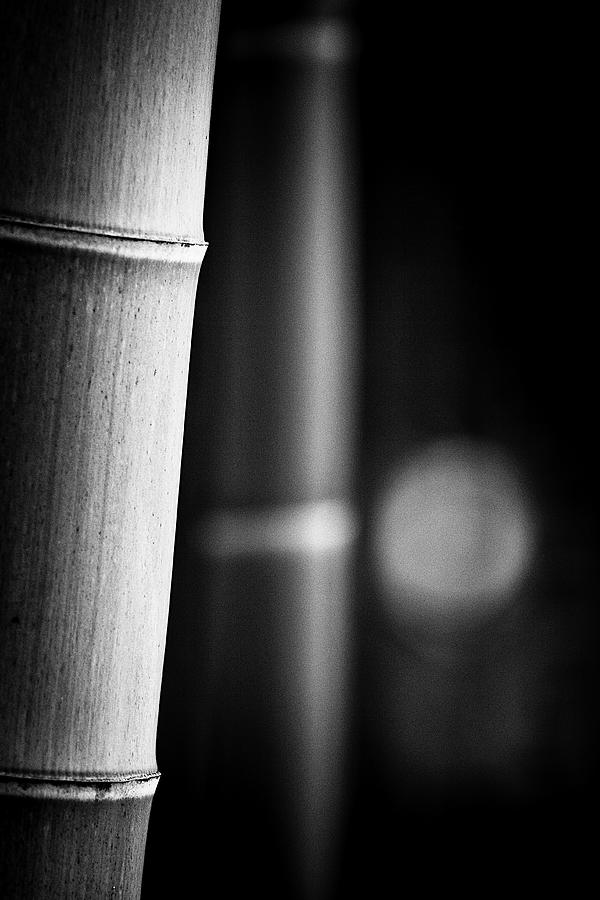 Bamboo Photograph by Photography By Stephen Cairns