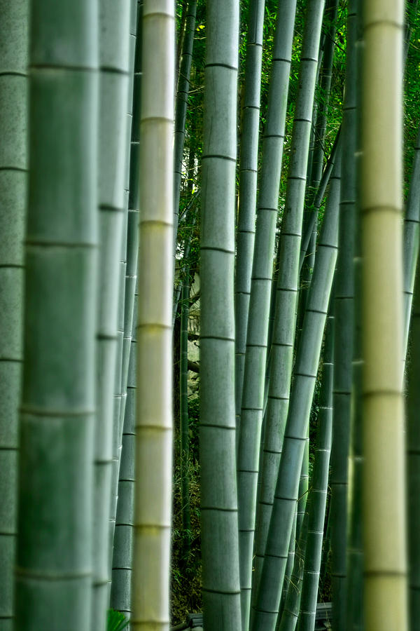 Bamboo Photograph by Pixonaut