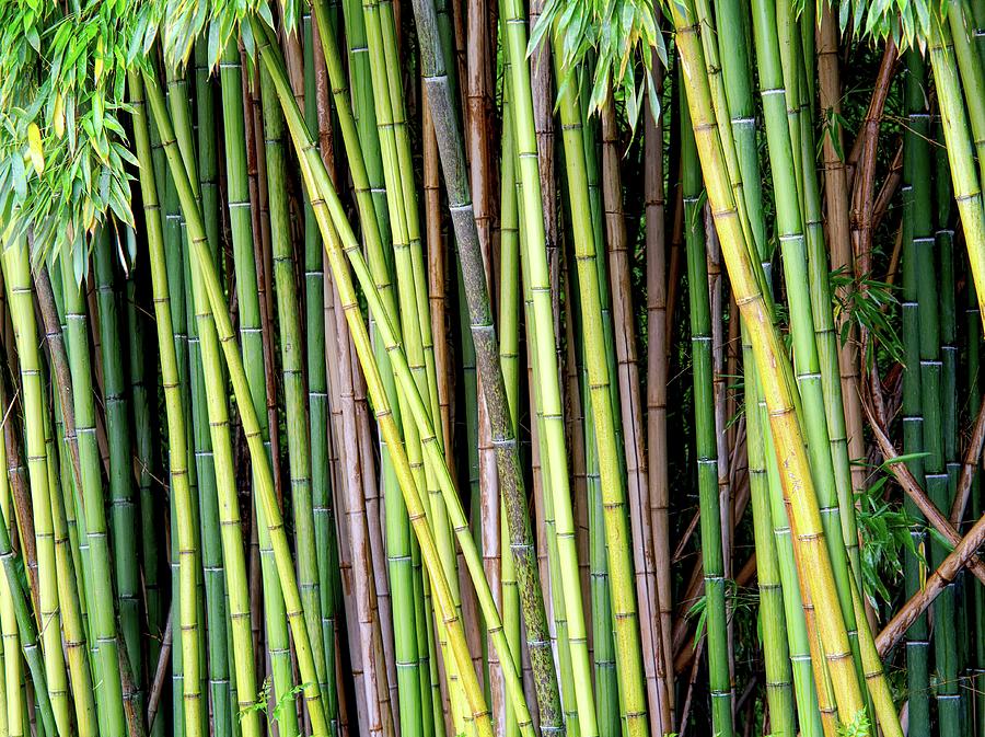 Bamboo Plantation Photograph by Ian Cook - Fine Art America