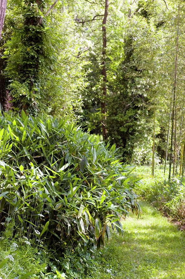 Bamboo Plants Growing Outdoors Photograph by Michele Mulas