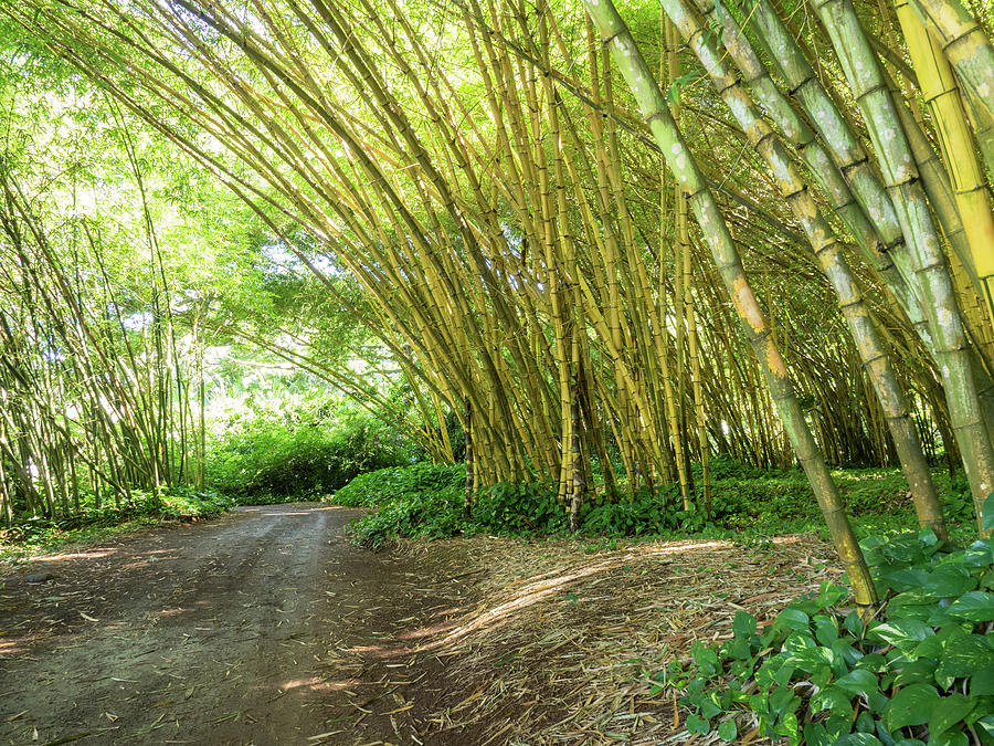 Under the Bamboo Canopy Photograph by James C Richardson