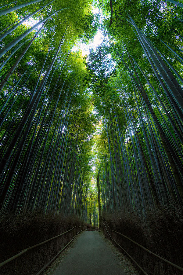 Landscape Photograph - Bamboo Road by Masato Kikuchi