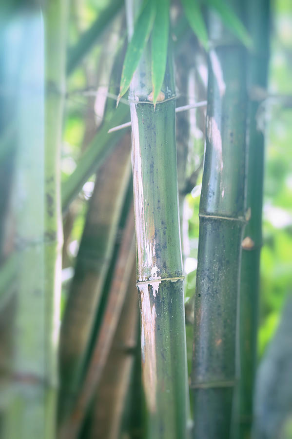 Bamboo  Photograph by Saija Lehtonen