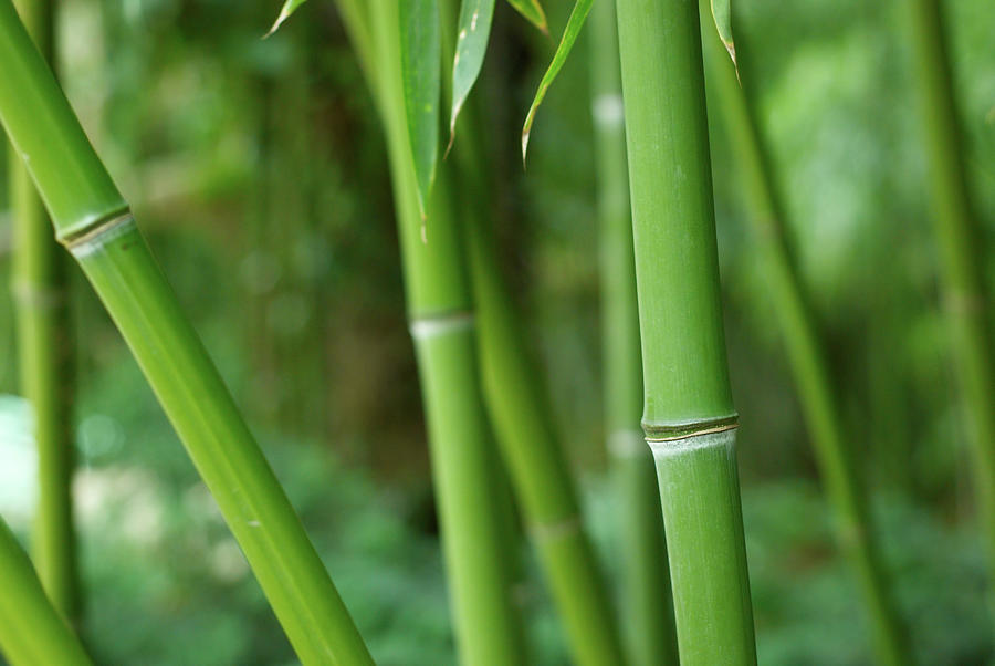 Bamboo Photograph by Sandsun