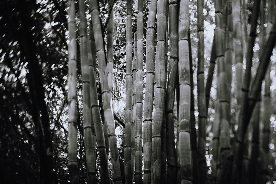 Bamboo Photograph by Shantal Marie - Fine Art America