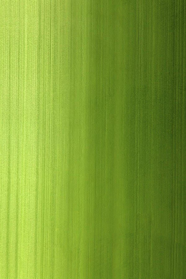 Bamboo Stalk Surface Texture With Photograph by Apomares