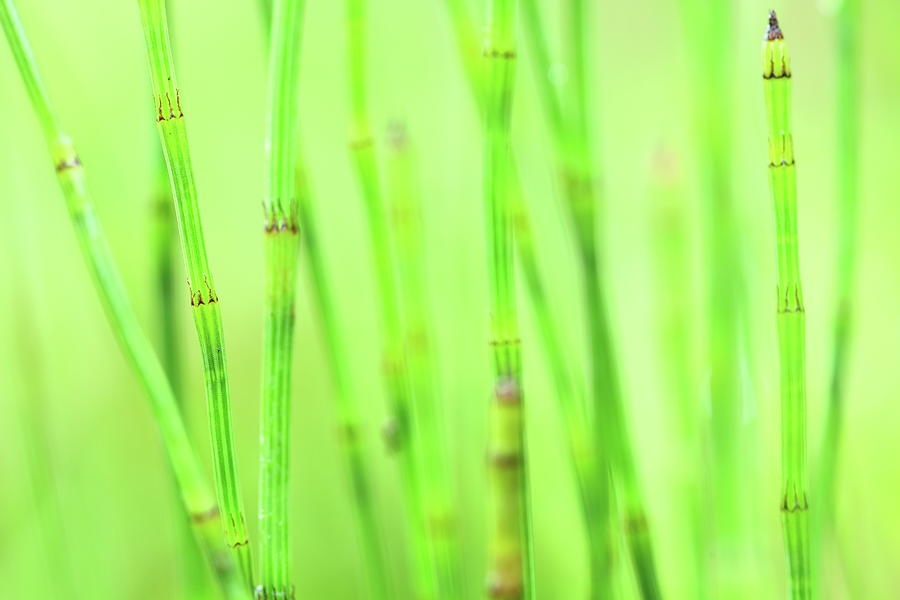 Bamboo Stalks Photograph by Bihaibo
