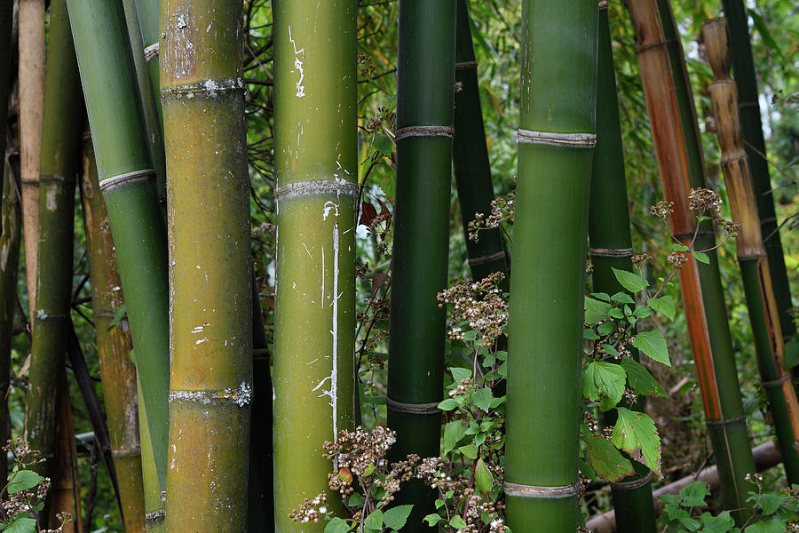 Bamboo Stems Close Up, Yunnan Province, China, May. Photograph By ...