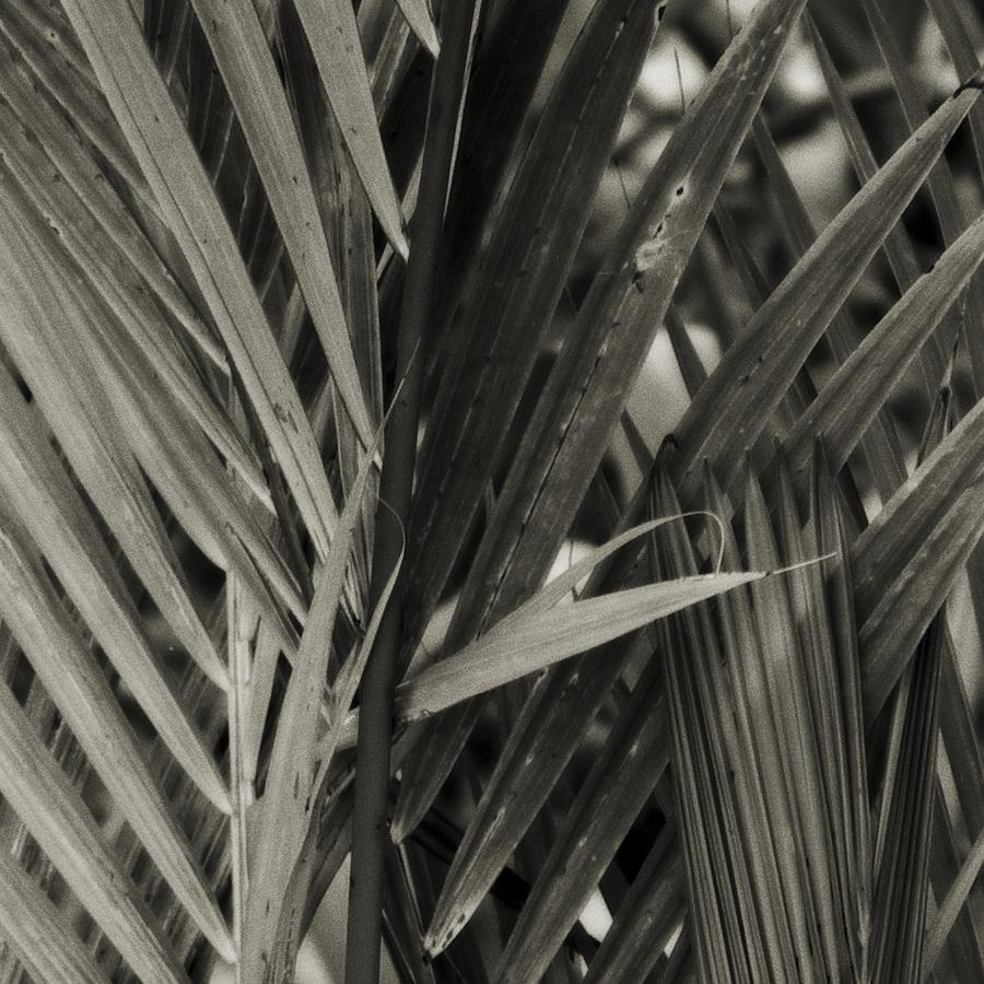 Bamboo Study I Photograph By Tang Ling - Fine Art America