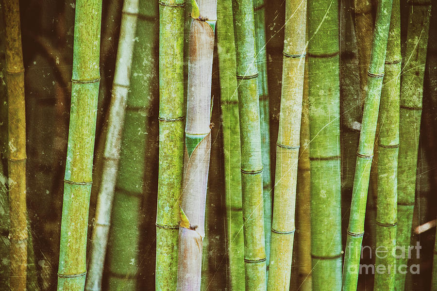 Bamboo - texture Photograph by Scott Pellegrin