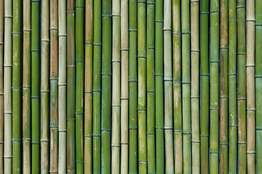  Bamboo  Texture  by Studiocasper