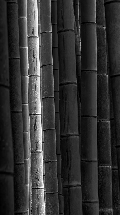 Bamboo, Tokyo Prefecture, Tokyo, Japan 2016 Photograph by Ronnie Behnert