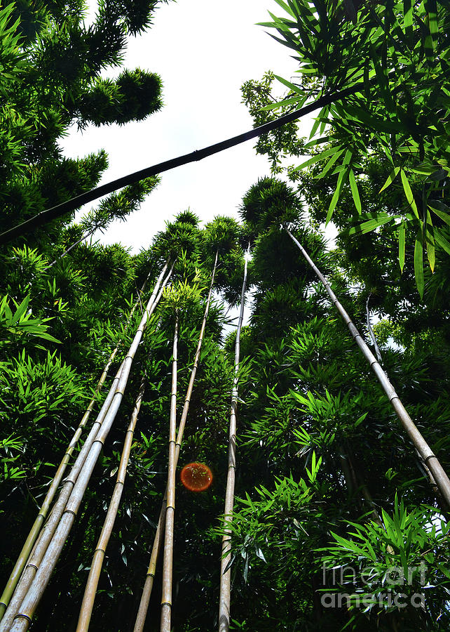 Bamboo Tops by Daniel Johanning
