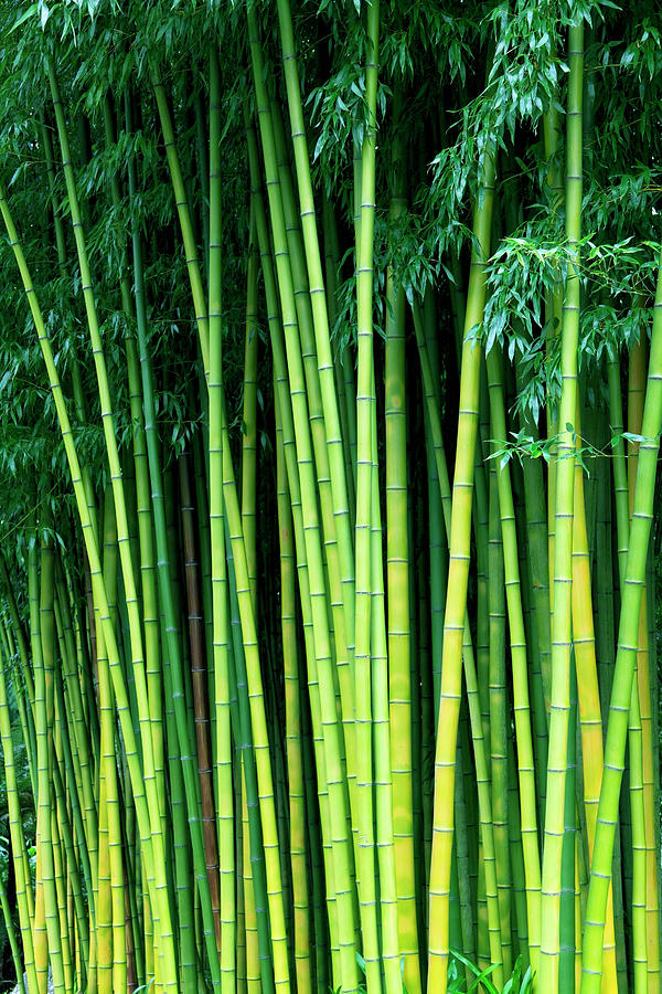 Bamboo Trees Photograph by Enjoynz