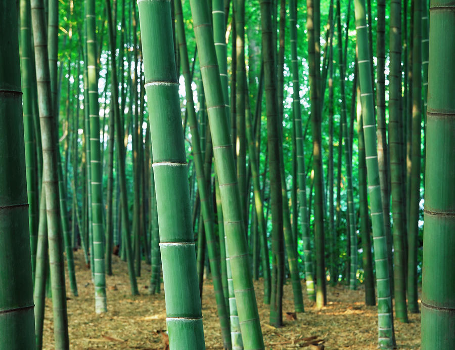 Bamboo Trees Photograph by Ooyoo
