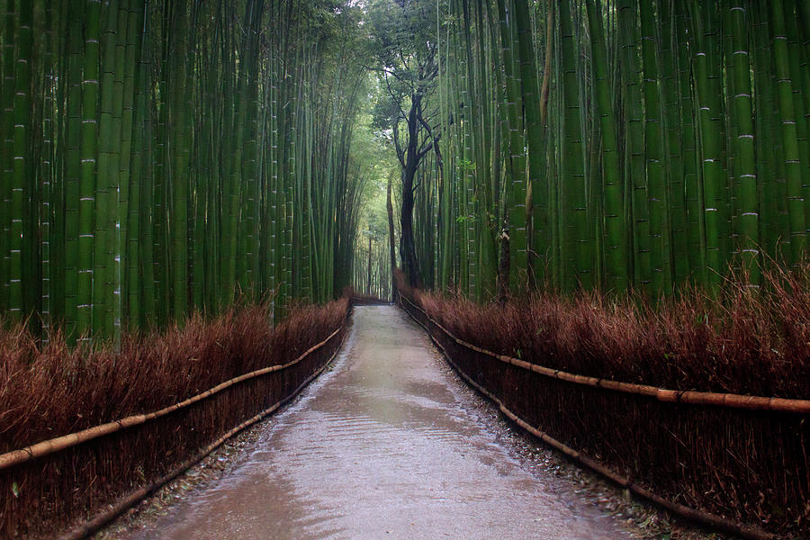 Bamboo Walk Photograph by Kathy Dorsey