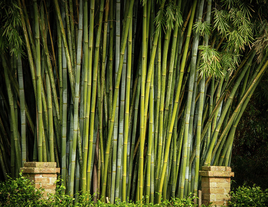 Bamboo Wall Photograph by Jean Noren