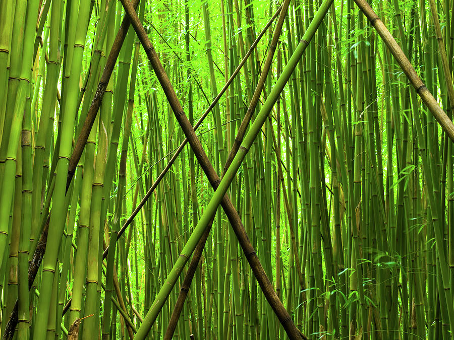 Bamboo X Photograph by Christopher Johnson