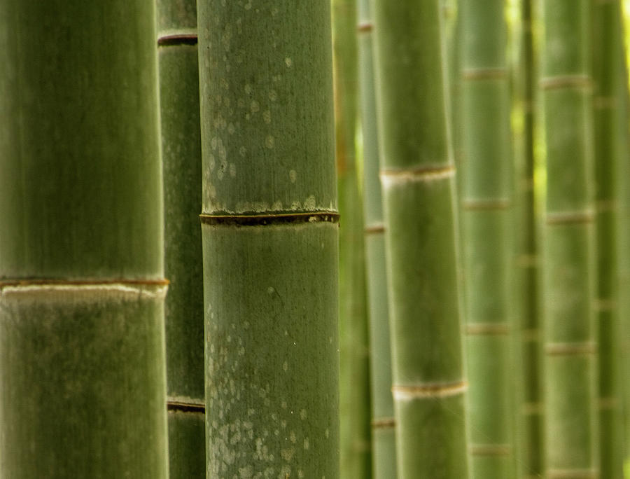 Bamboo Photograph by Xus Photograpy