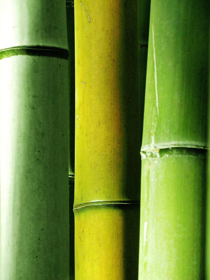 Bambu Tricolor Photograph by Amanda Siworae Pothography