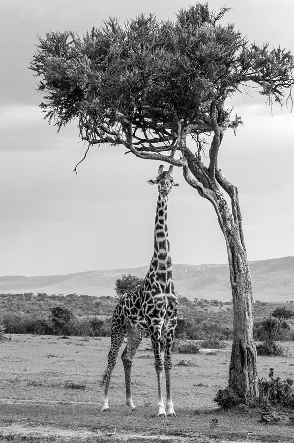 B&w Masai Giraffe Photograph by Sophie B