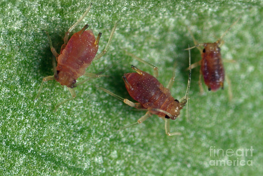 Banana Aphids Photograph by Uk Crown Copyright Courtesy Of Fera/science Photo Library