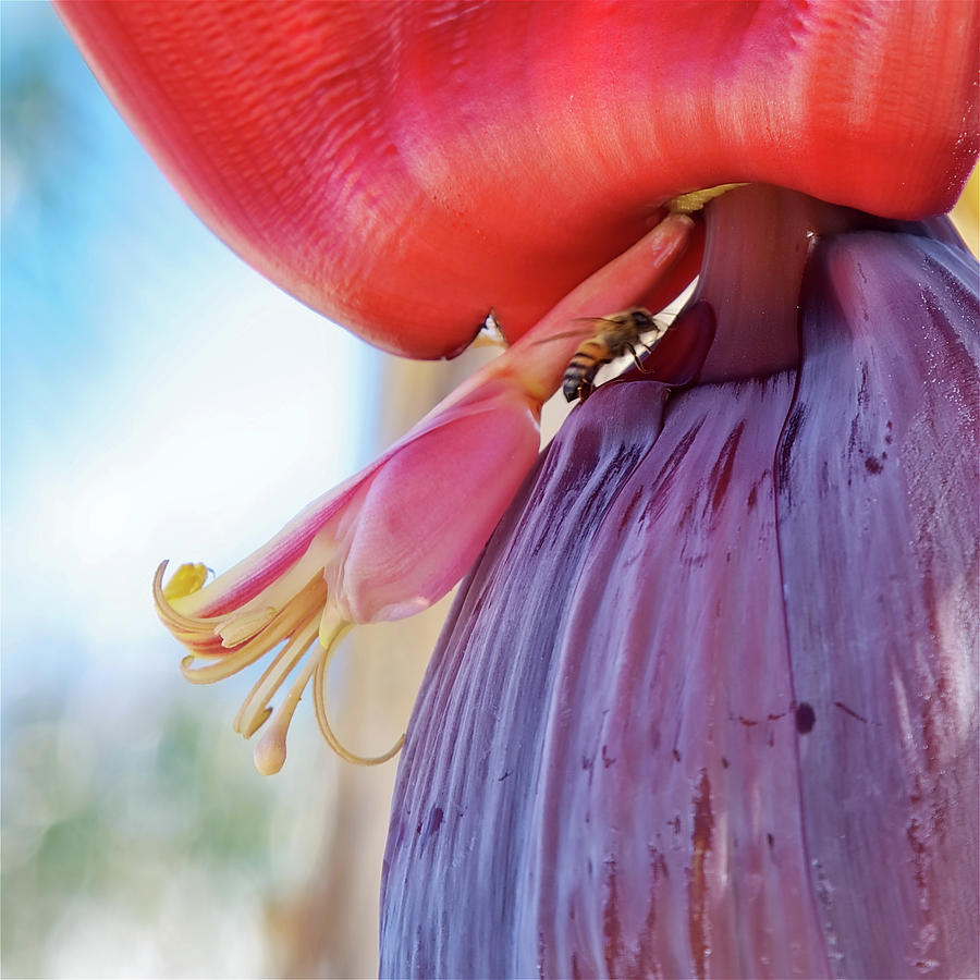 Banana flower close-up with a bee Photograph by Tatiana Travelways