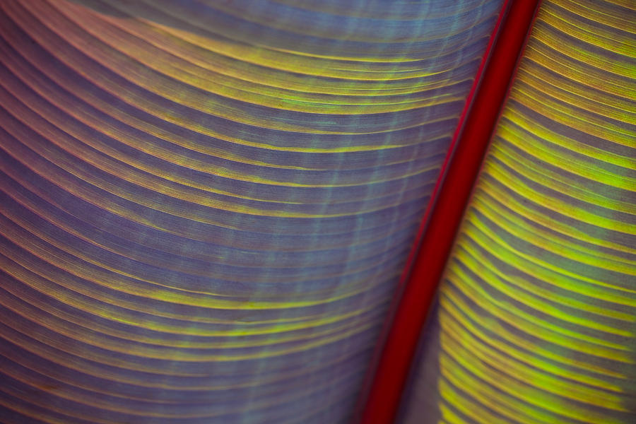 Banana Leaf 8597 by Mark Shoolery Banana Leaf 8597 by Mark Shoolery