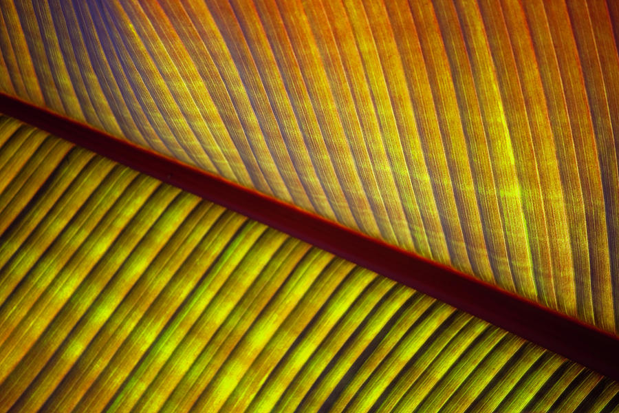 Banana Leaf 8602 by Mark Shoolery Banana Leaf 8602 by Mark Shoolery
